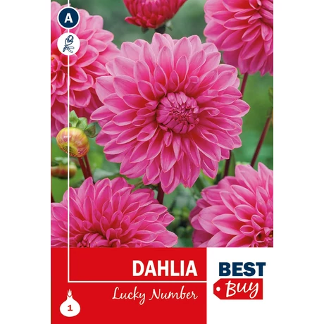 Vh08007 Dahlia Decorative Lucky Number 1db/cs