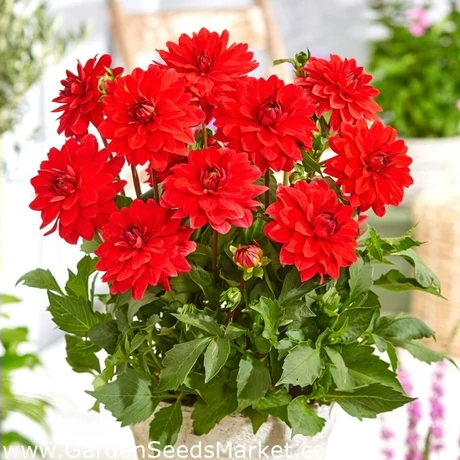 Vh08046 Dahlia Decorative Heatwave 1db/cs