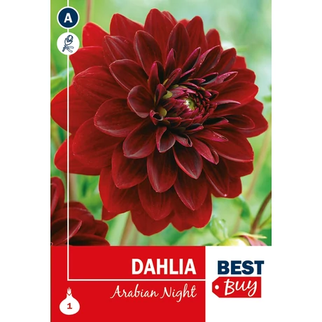 Vh08005 Dahlia Decorative Arabian Night 1db/cs