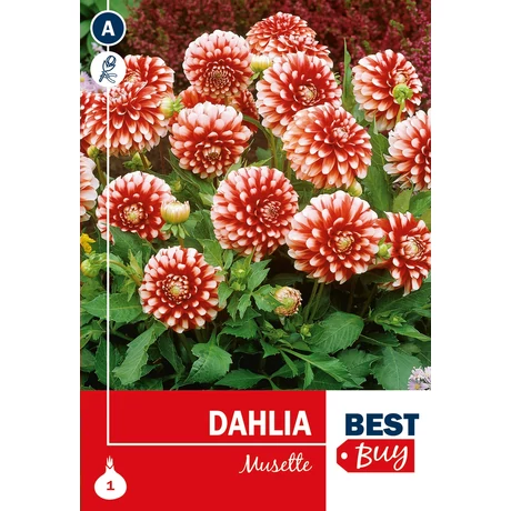 Vh08047 Dahlia Decorative Musette 1db/cs