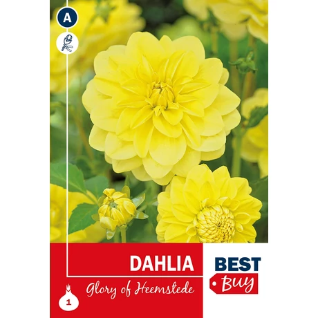 Vh08128 Dahlia Decorative Glory of Heemstede 1db/cs