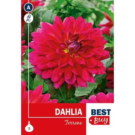 Vh08025 Dahlia Decorative Terrone 1db/cs