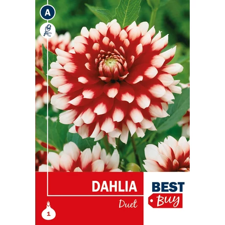 Vh08006 Dahlia Decorative Duet 1db/cs
