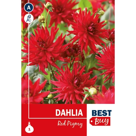 Vh08001 Dalia Cactus Red Pigmy 1db/cs