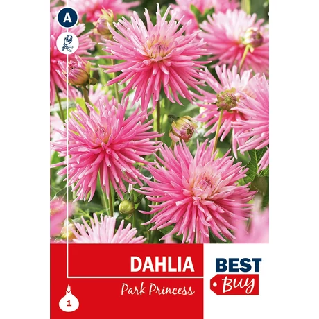 Vh08002 Dahlia Cactus Park Princess 1db/cs