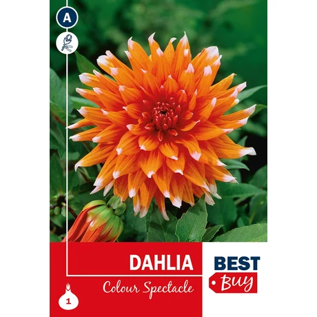 Vh08127 Dahlia Cactus Color Spectacle 1db/cs