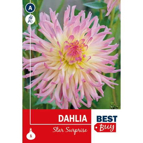 Vh08043 Dalia Cactus Star Surprise 1db/cs