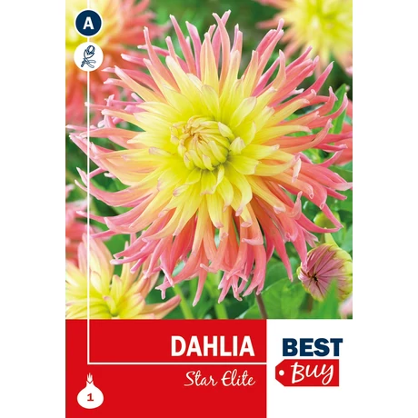 Vh08044 Dahlia Cactus Star Elite 1db/cs