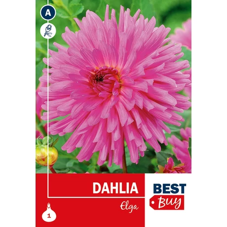 Vh08042 Dahlia Cactus Elga 1db/cs