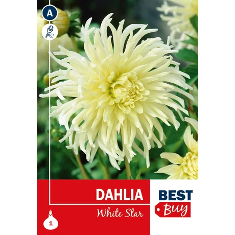 Vh08116 Dahlia Cactus White Star 1db/cs