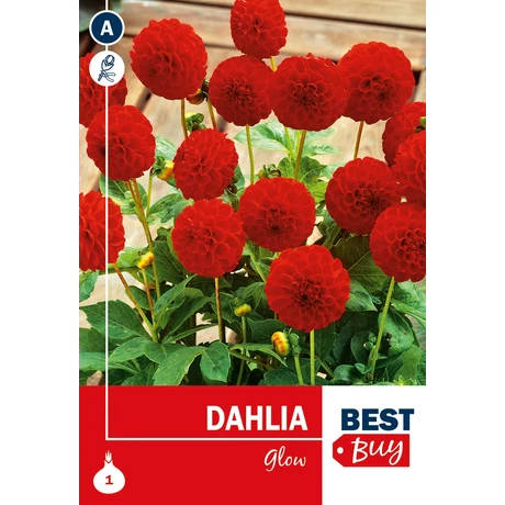 Vh08011 Dahlia Pompon Glow 1db/cs