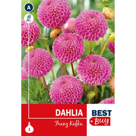 Vh08097 Dahlia Pompon Franz Kafka 1db/cs