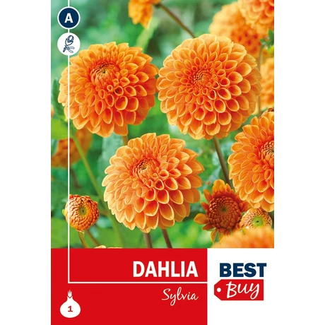 Vh08088 Dahlia Ball Sylvia 1db/cs
