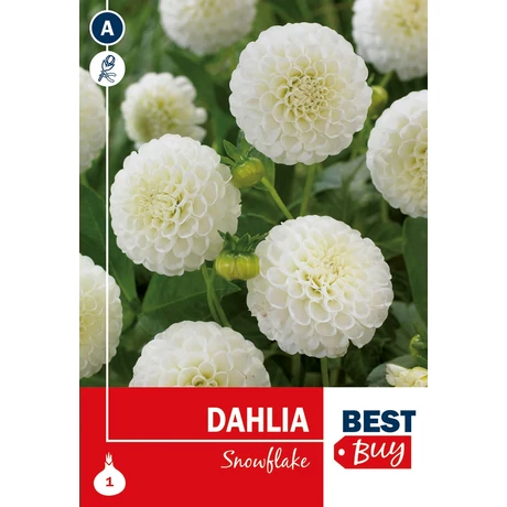 Vh08010 Dahlia Pompon Snowflake 1db/cs