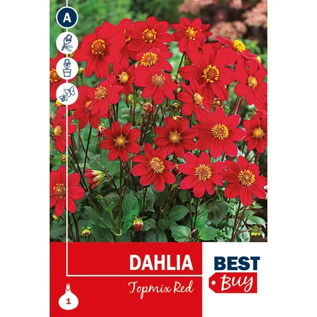 Vh08012 Dahlia Topmix Red 1db/cs