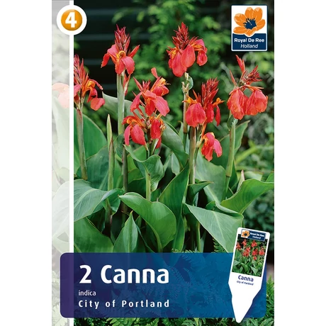Vh08391 Canna indica City of Portland 2db/cs