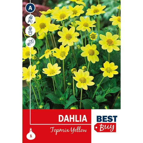 Vh08013 Dahlia Topmix Yellow 1db/cs