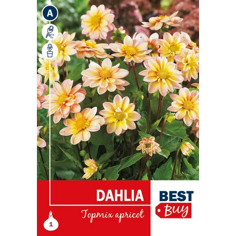 Vh08041 Dahlia Topmix Apricot 1db/cs