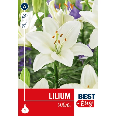 Vh08113 Liliom White 1db/cs