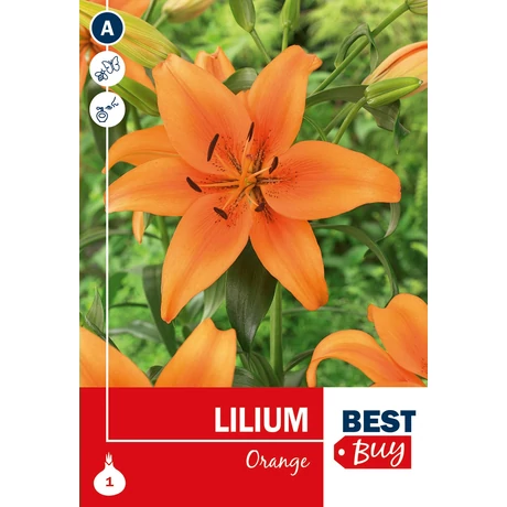 Vh08111 Liliom Orange 1db/cs