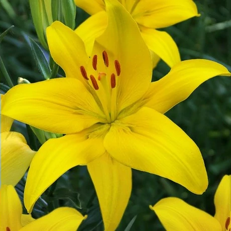 Vh08110 Liliom Yellow 1db/cs