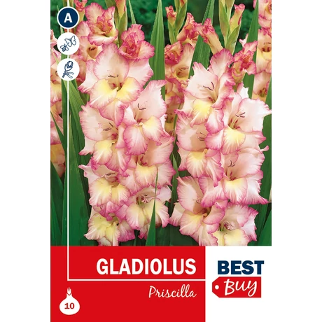 Vh08021 Gladiolus Priscilla 10db/cs