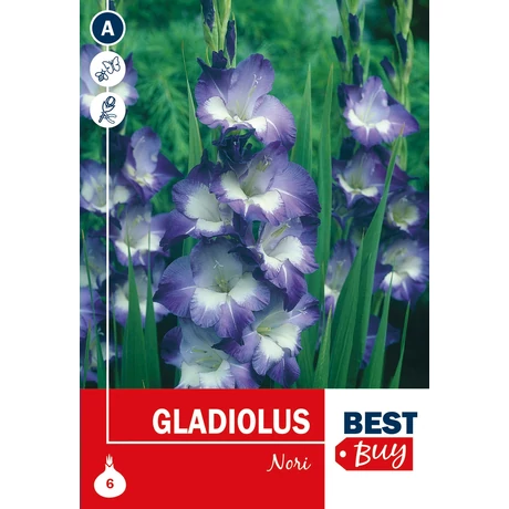 Vh08080 Gladiolus Nori 6db/cs