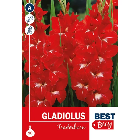 Vh08022 Gladiolus Traderhorn 10db/cs
