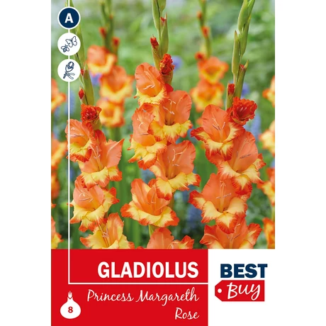 Vh08131 Gladiolus Princess Margareth Rose 8db/cs