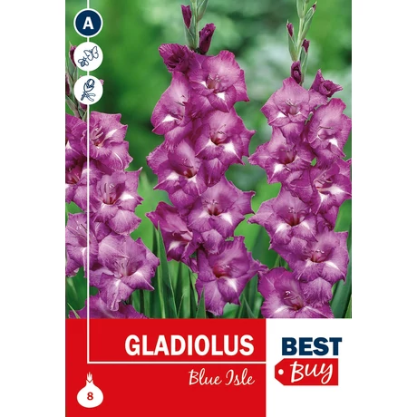 Vh08075 Gladiolus Blue Isle 8db/cs