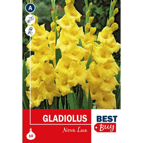 Vh08019 Gladiolus Nova Lux 10db/cs