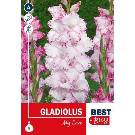 Vh08077 Gladiolus My Love 8db/cs