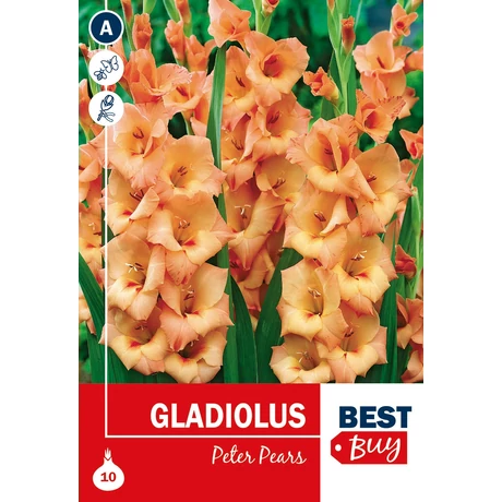 Vh08020 Gladiolus Peter Pears 10db/cs