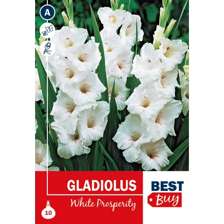 Vh08058 Gladiolus White Prosperity 10db/cs