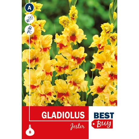 Vh08076 Gladiolus Jester 8db/cs