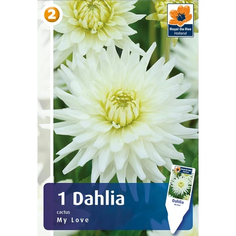 Vh08230 Dahlia Cactus My Love 1db/cs