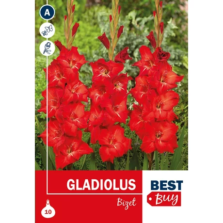 Vh08129 Gladiolus Bizet 8db/cs