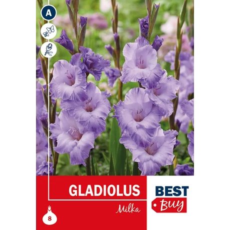 Vh08132 Gladiolus Milka 8db/cs