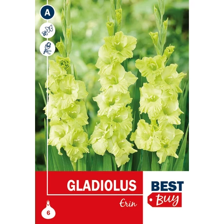Vh08081 Gladiolus Erin 6db/cs