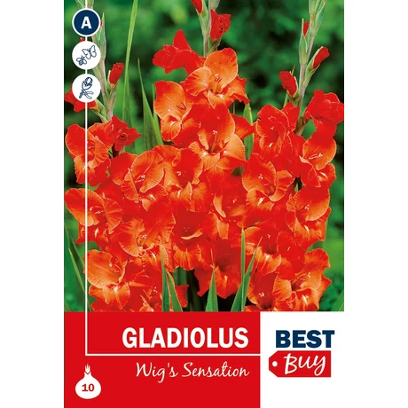 Vh08073 Gladiolus Wig's Sensation 10db/cs