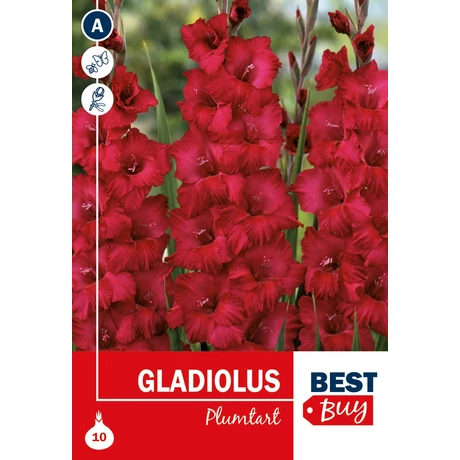 Vh08057 Gladiolus Plumtart 10db/cs