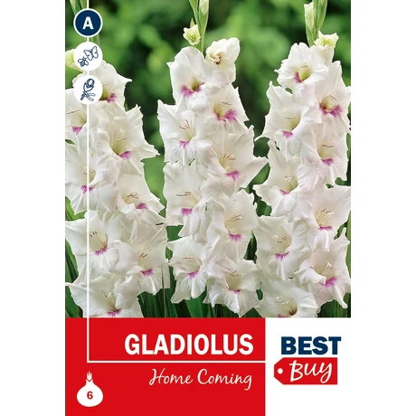 Vh08082 Gladiolus Home Coming 6db/cs