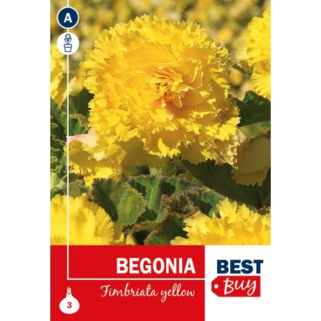 Vh08054 Begonia Fimbriata Yellow 3db/cs