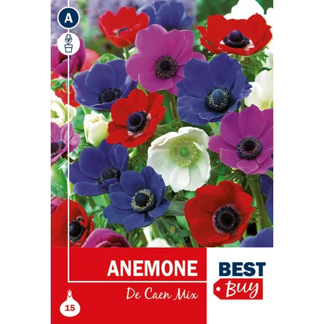 Vh08014 Anemone De Caen 15db/cs