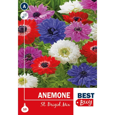Vh08063 Anemone St. Brigid 10db/cs