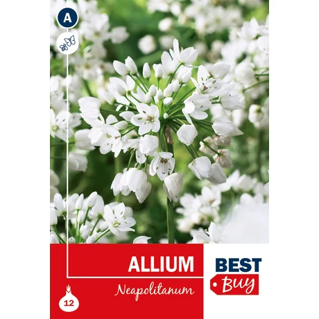 Vh08119 Allium Neapolitanum 12db/cs