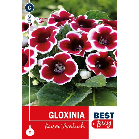 Vh08066 Gloxinia Kaiser Friedrich 2db/cs