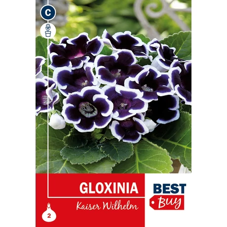 Vh08065 Gloxinia Kaiser Wilhelm 2db/cs