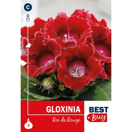 Vh08067 Gloxinia Roi de Rouge 2db/cs