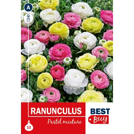Vh08120 Ranunculus Pastel Mixture 12db/cs